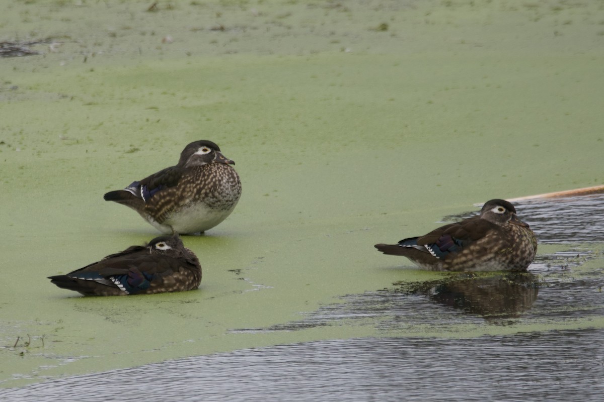 Wood Duck - ML490161471