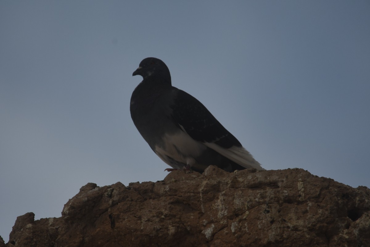 Rock Pigeon (Feral Pigeon) - ML490163431