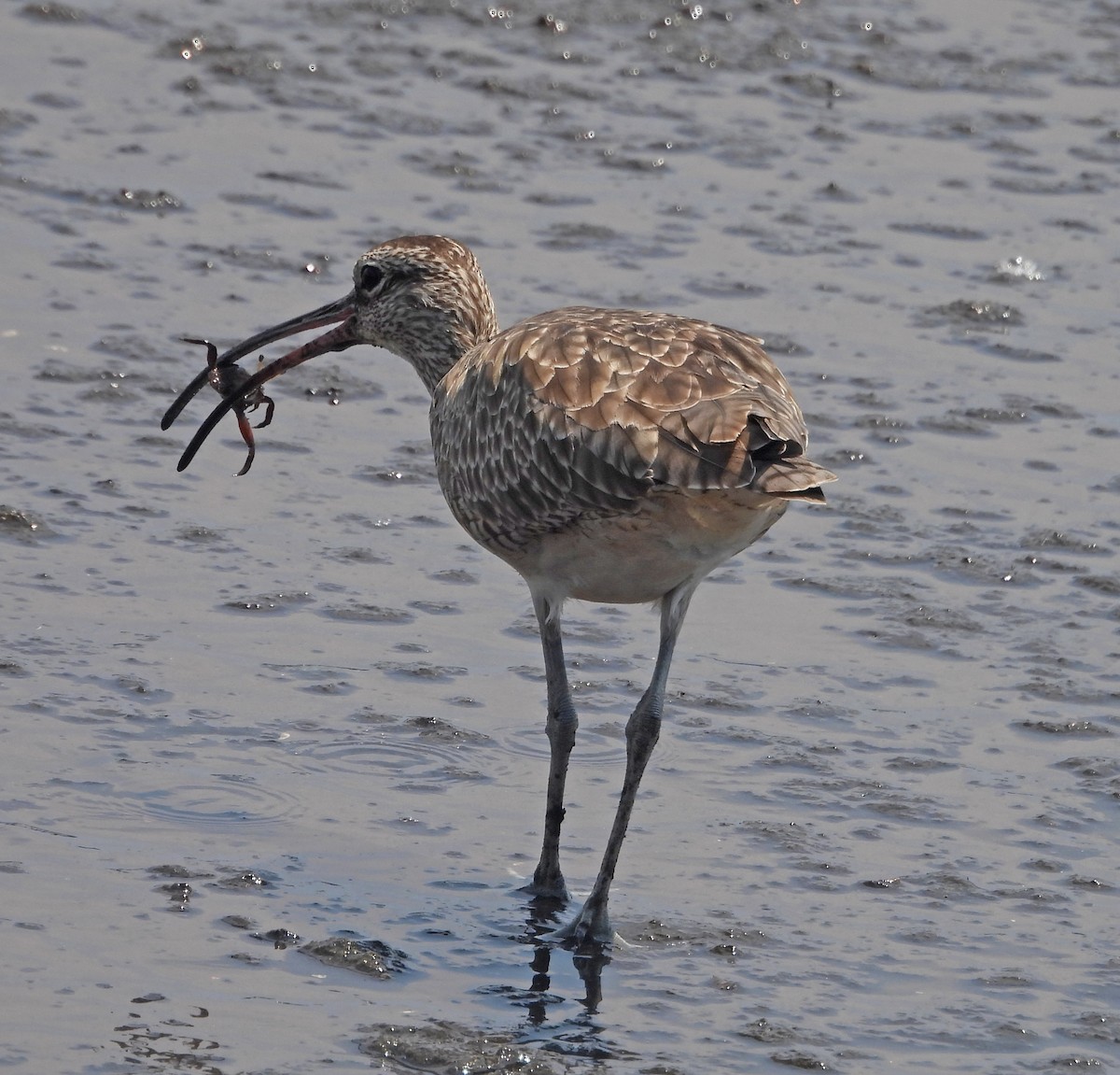 Whimbrel - ML490163541