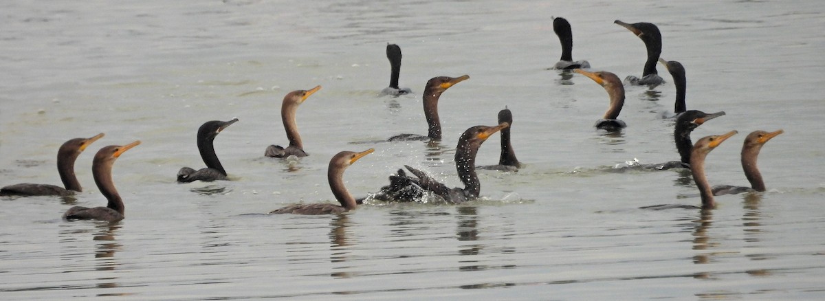 Neotropic Cormorant - ML490163721