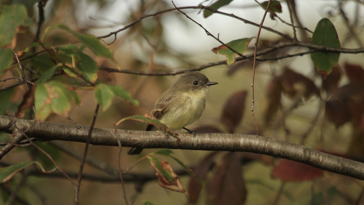 Eastern Phoebe - ML490164281