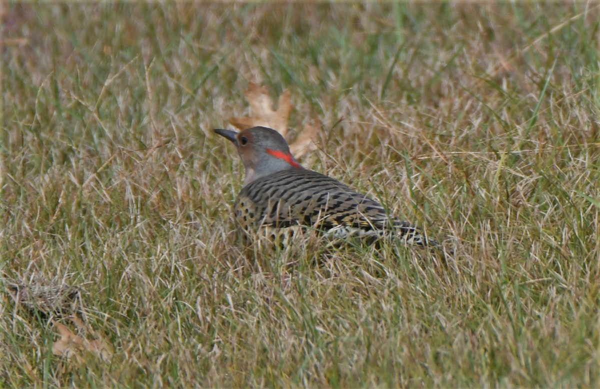 Northern Flicker (Yellow-shafted) - ML490164521