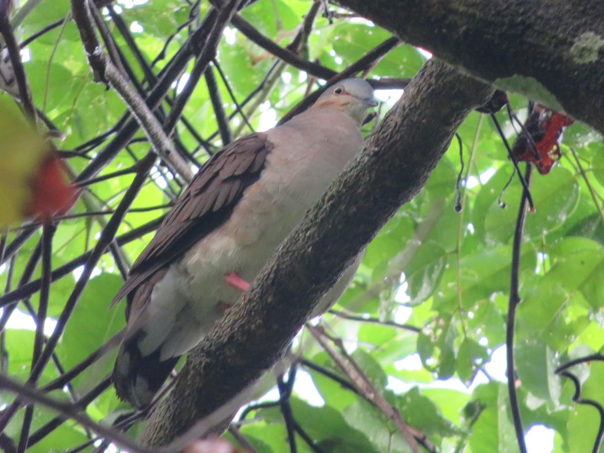 holub šedohlavý - ML490165041