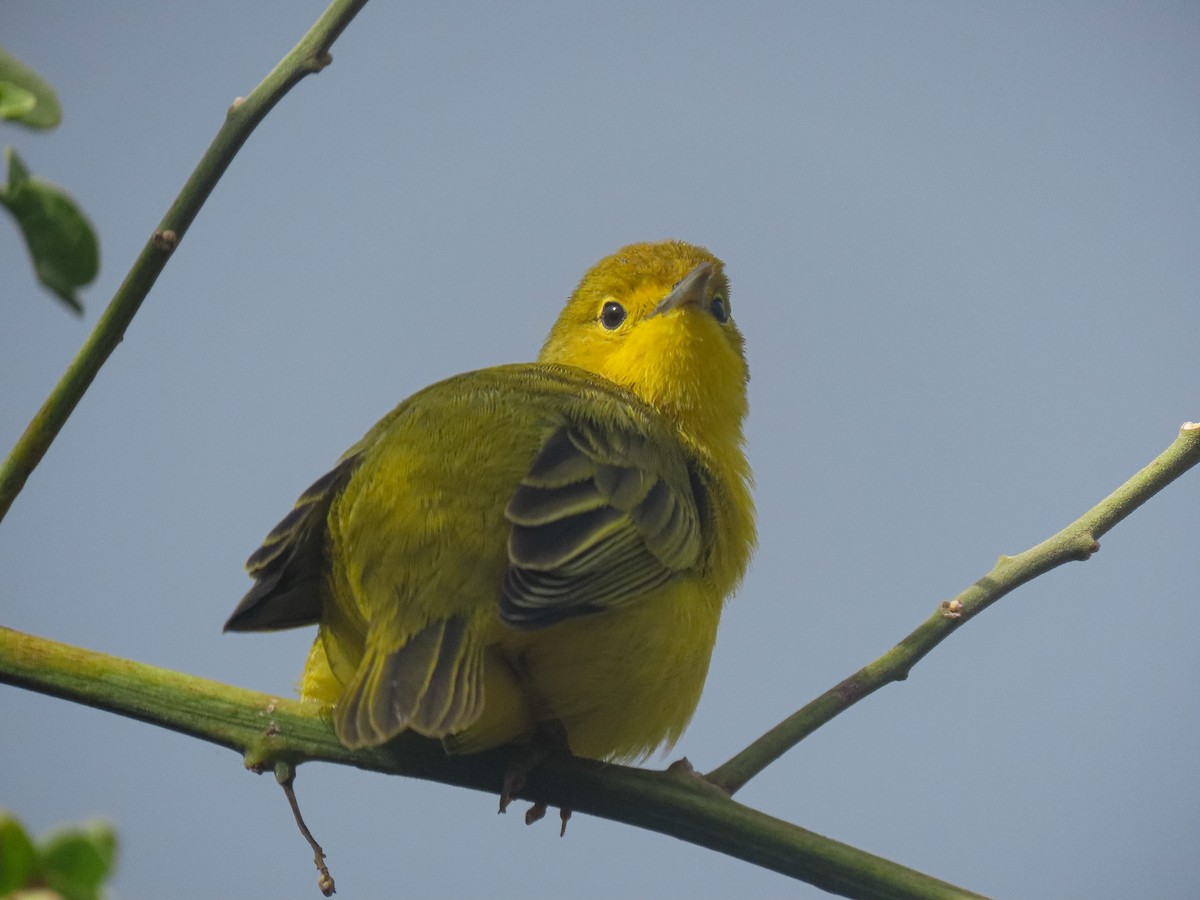 Yellow Warbler (Galapagos) - Trevor Leitz