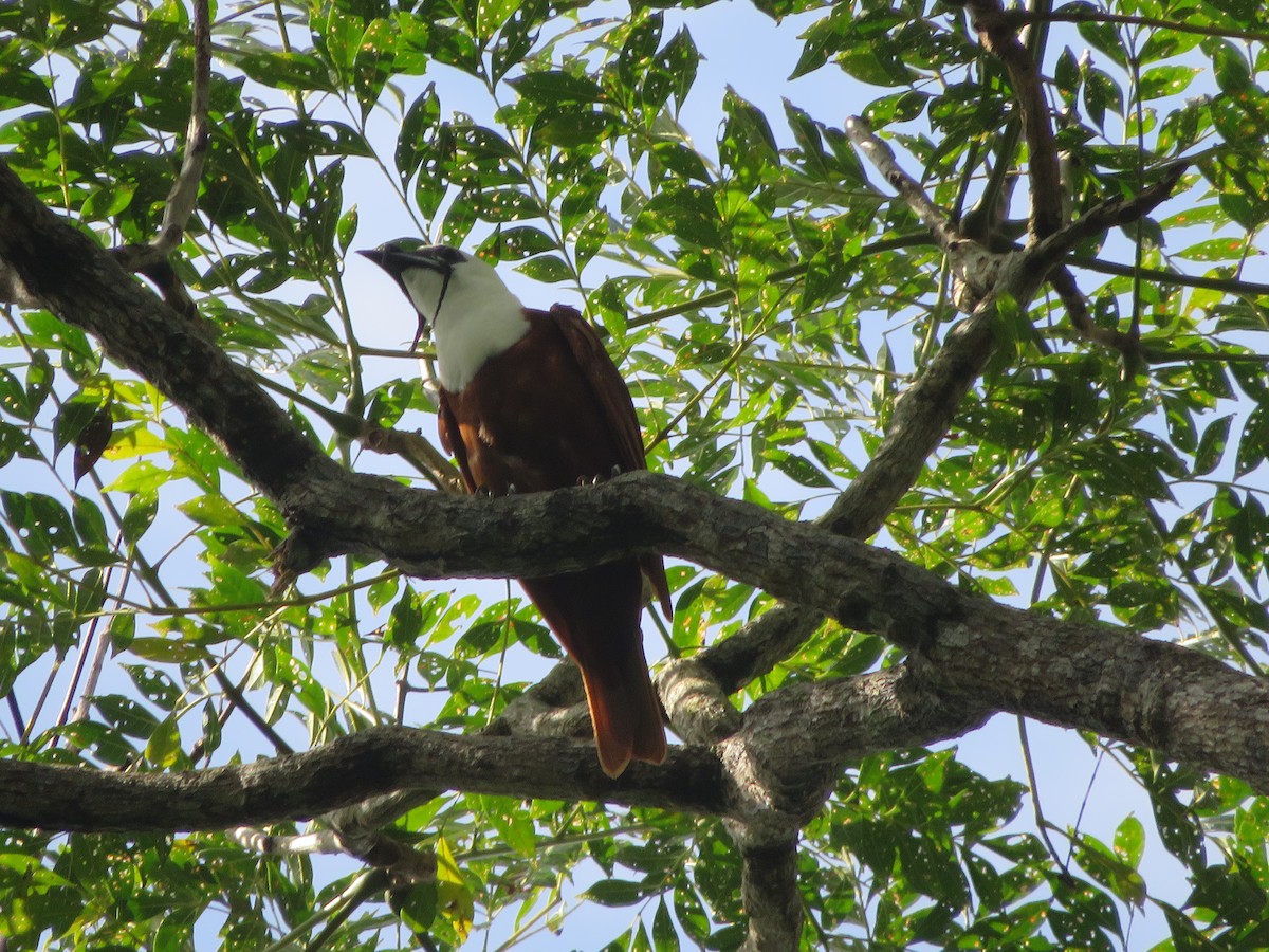 Three-wattled Bellbird - Joshimar Navarro