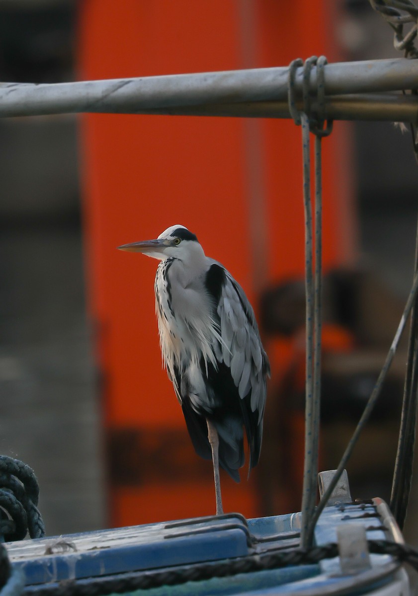 Gray Heron - ML490166221