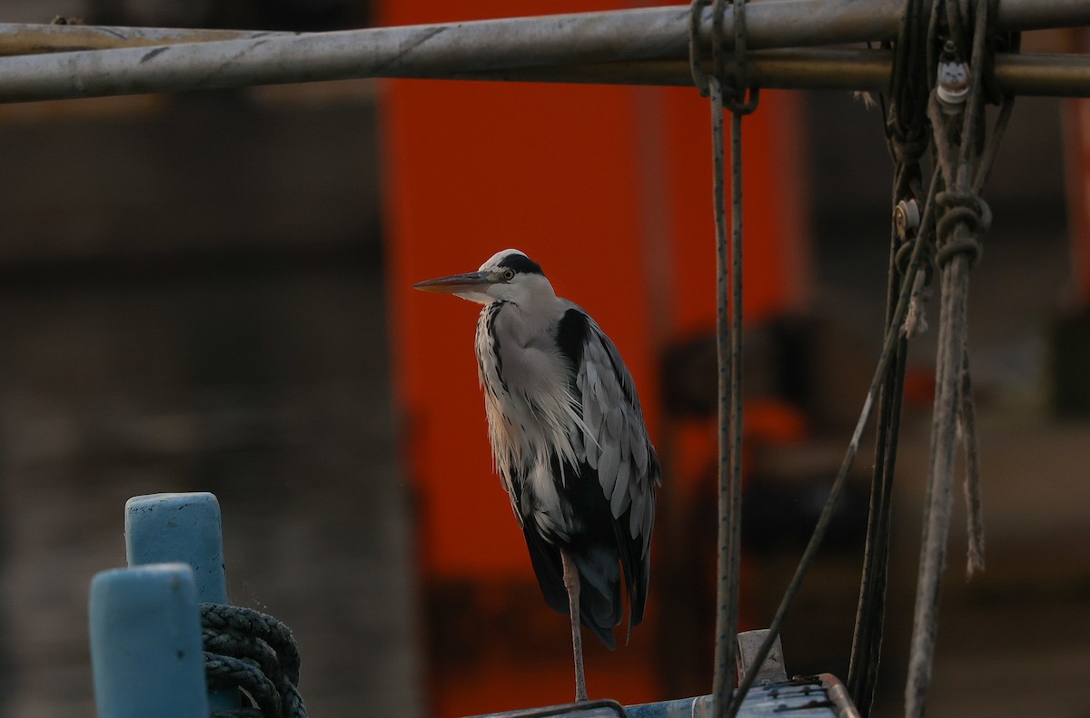 Gray Heron - ML490166231