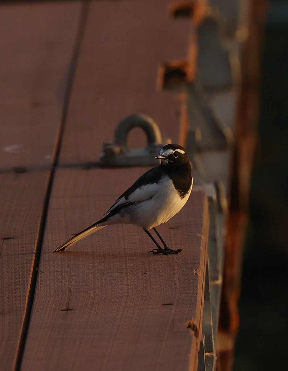White Wagtail - ML490166361