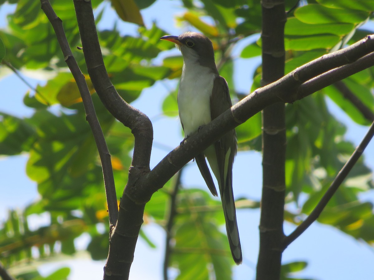 Yellow-billed Cuckoo - ML490166591