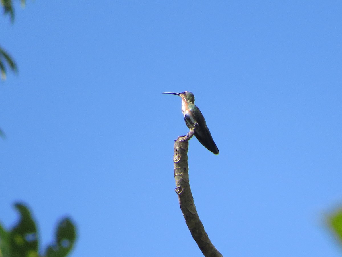 kolibřík lesklý - ML490166791
