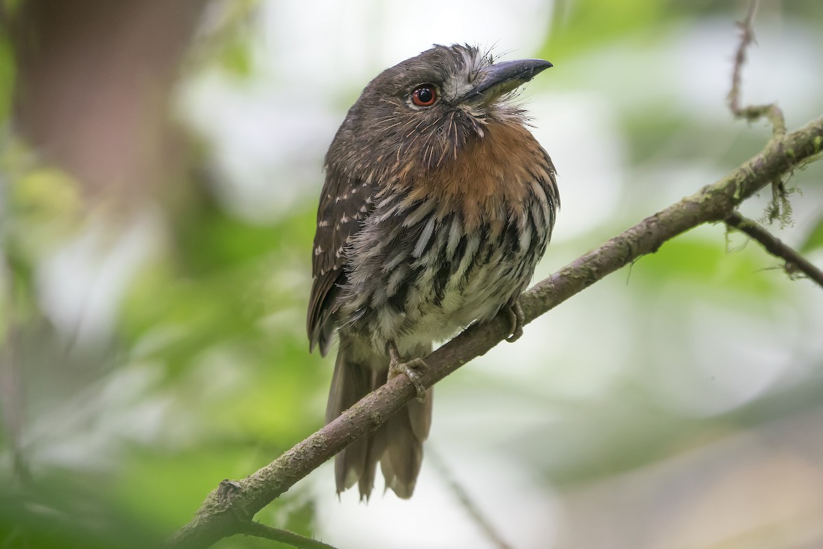 lenivka bělovousá - ML490169331