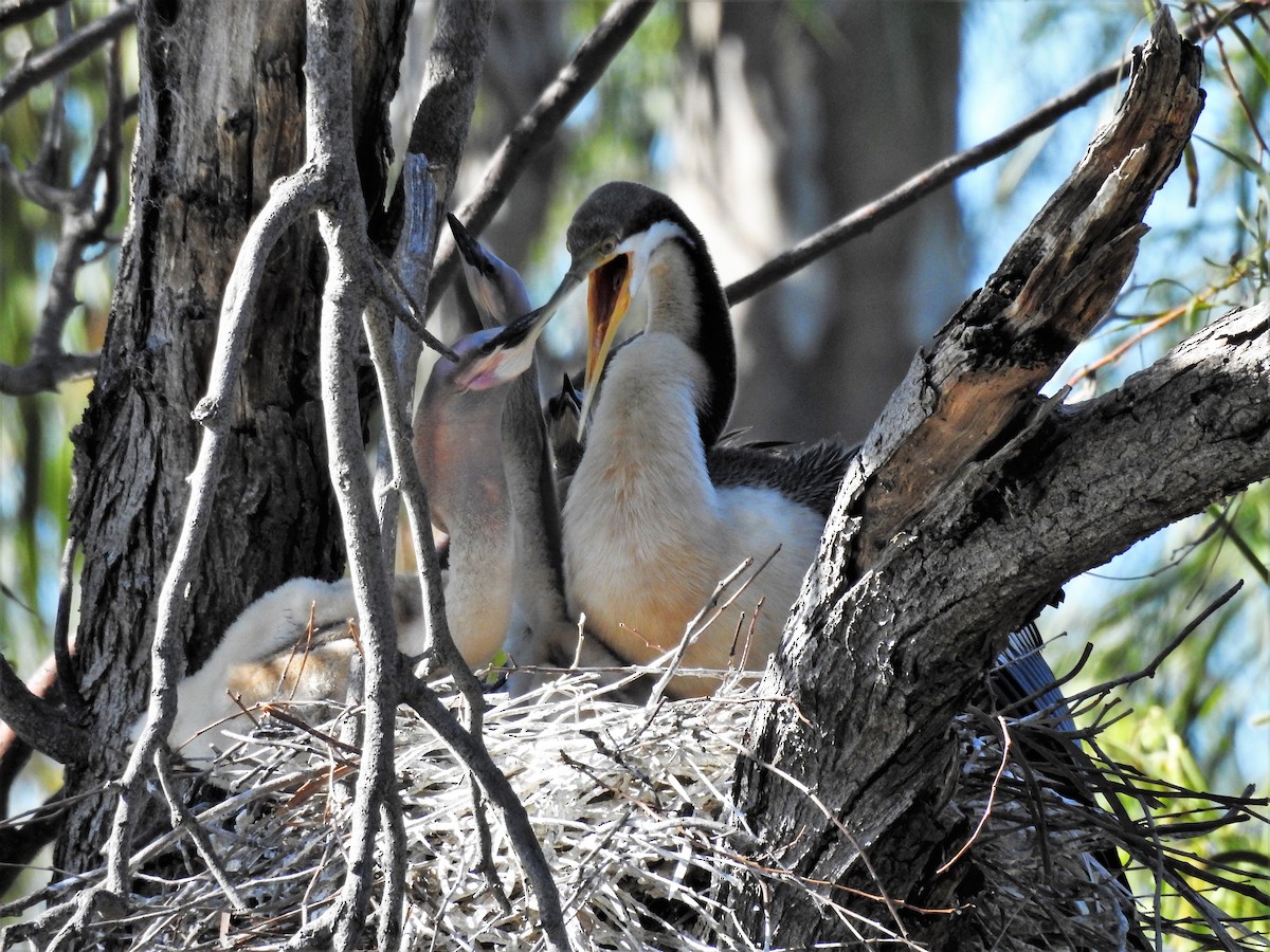 anhinga australská - ML490172551