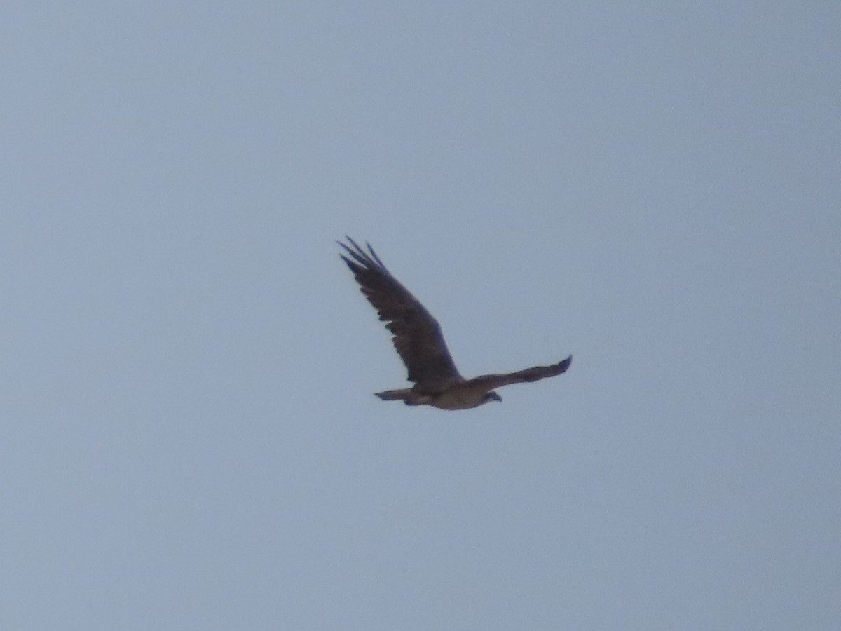 Balbuzard pêcheur - ML490172931