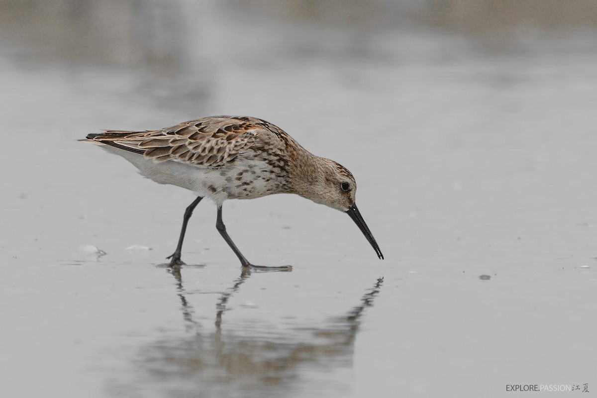 Dunlin - Wai Loon Wong