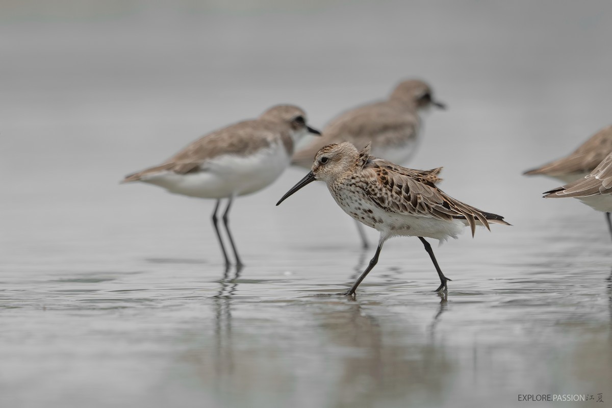 Dunlin - ML490173151