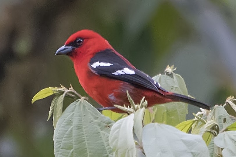 White-winged Tanager - ML490173371