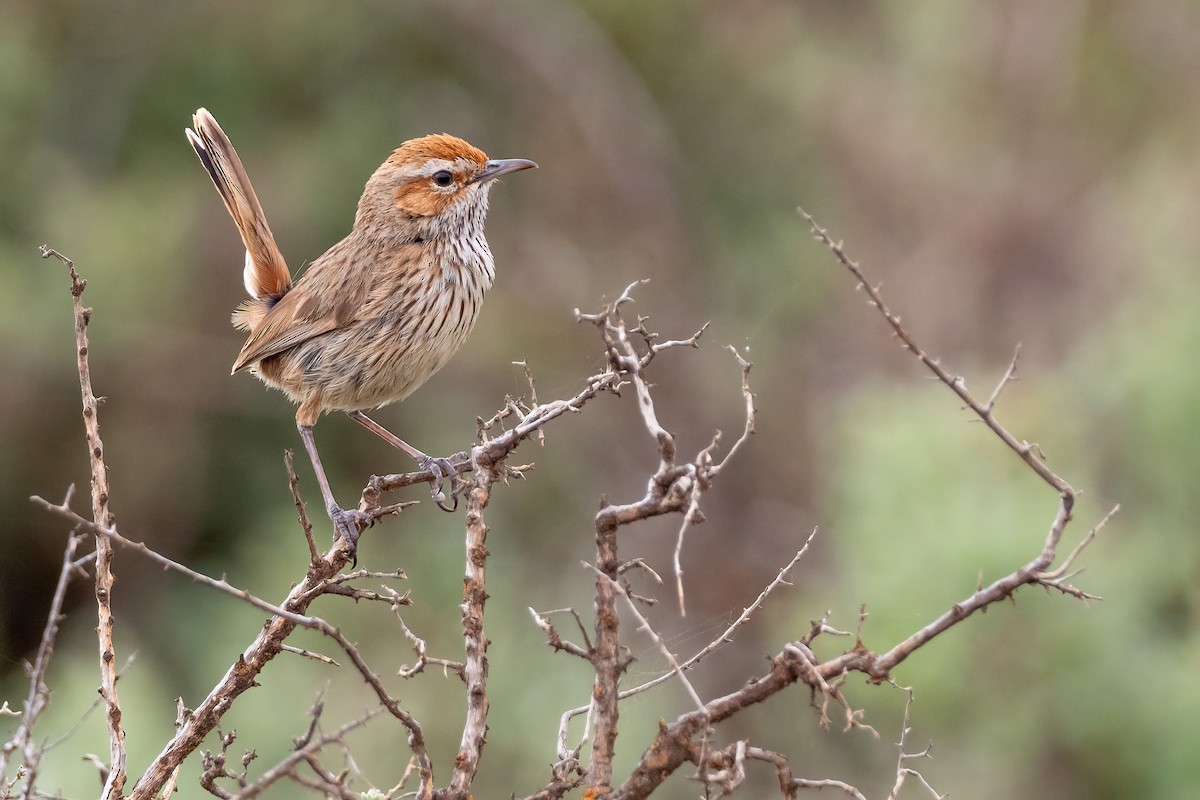 Rufous Fieldwren - Phil Chaon