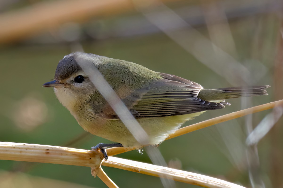 Vireo Gorjeador - ML490173561