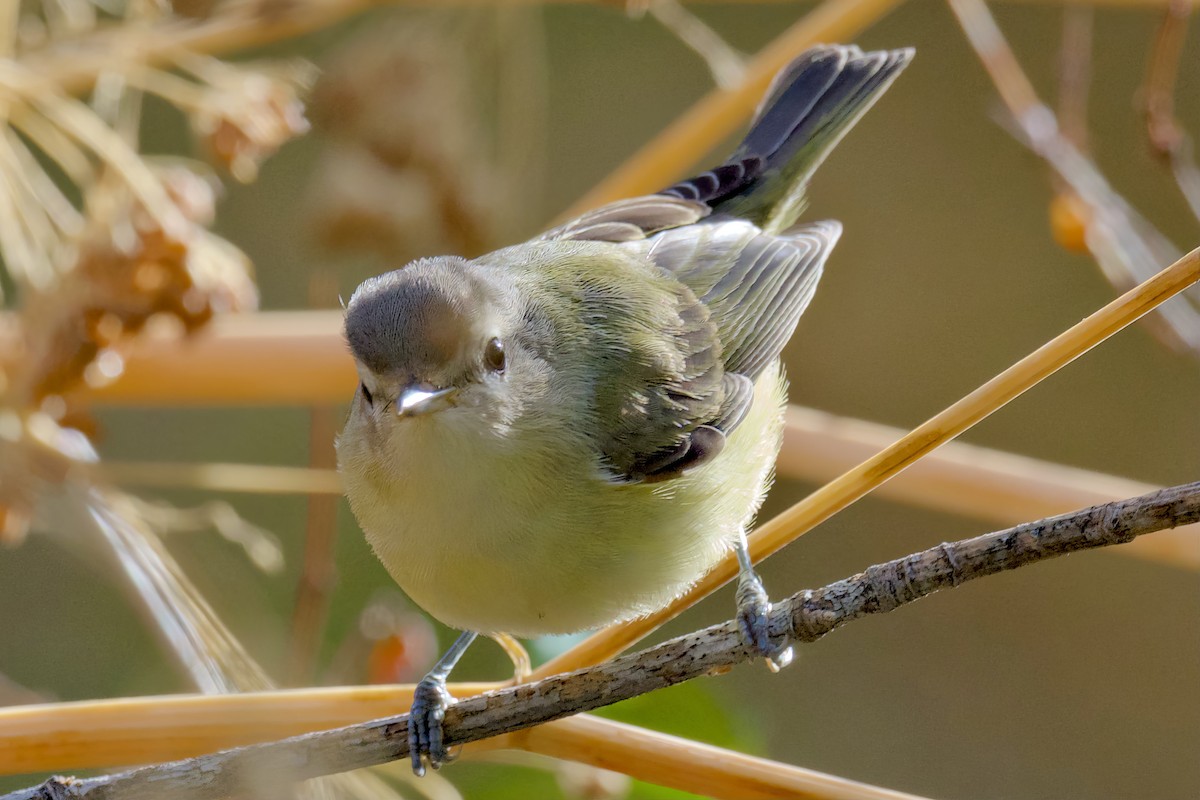 Sängervireo - ML490173581