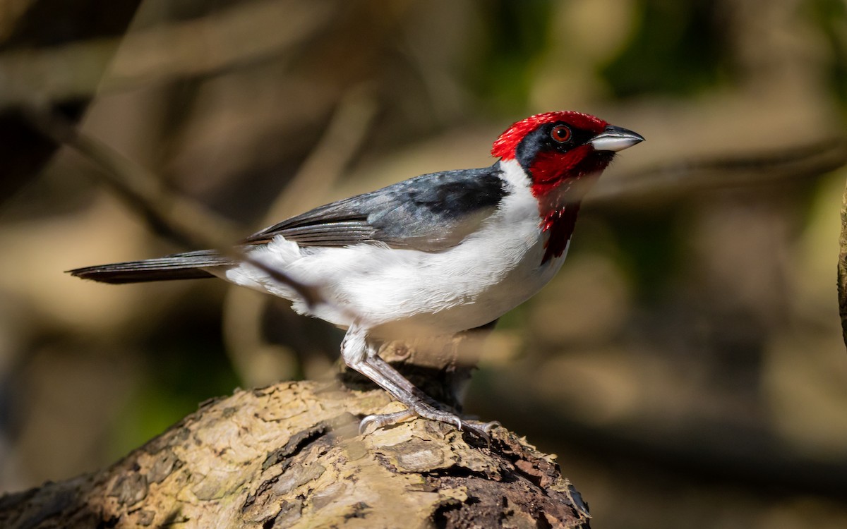 Masked Cardinal - ML490173771