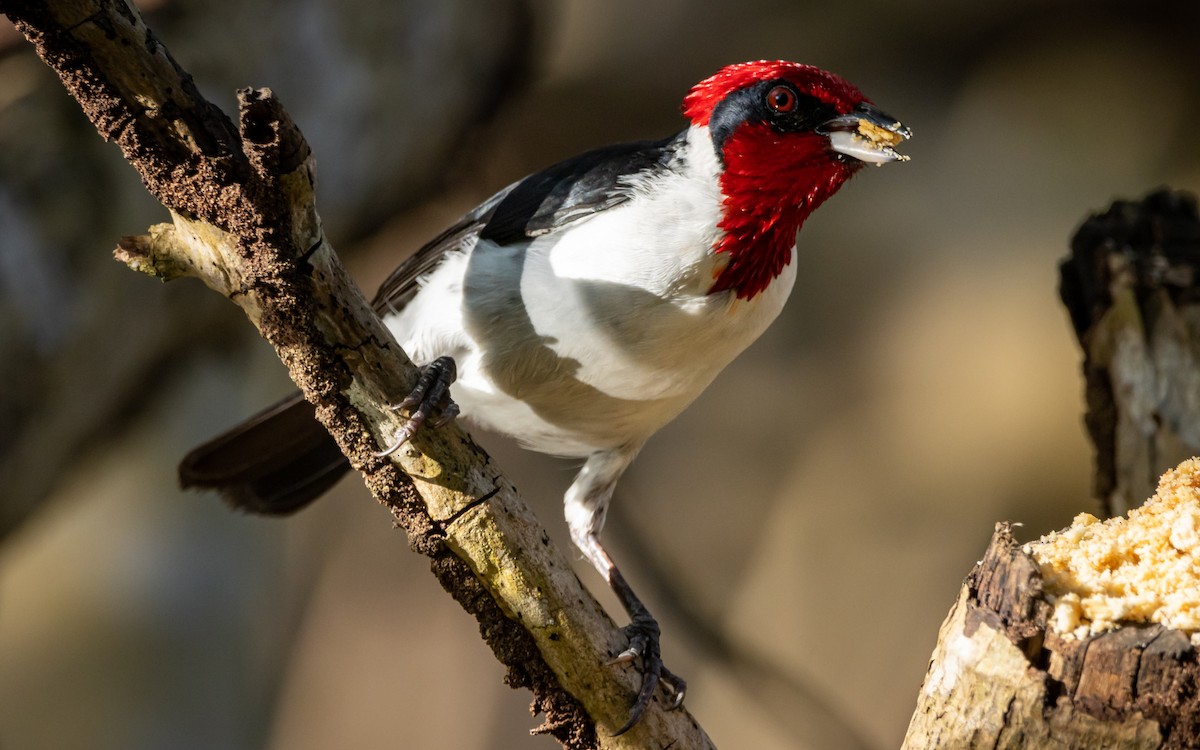 Masked Cardinal - ML490173781