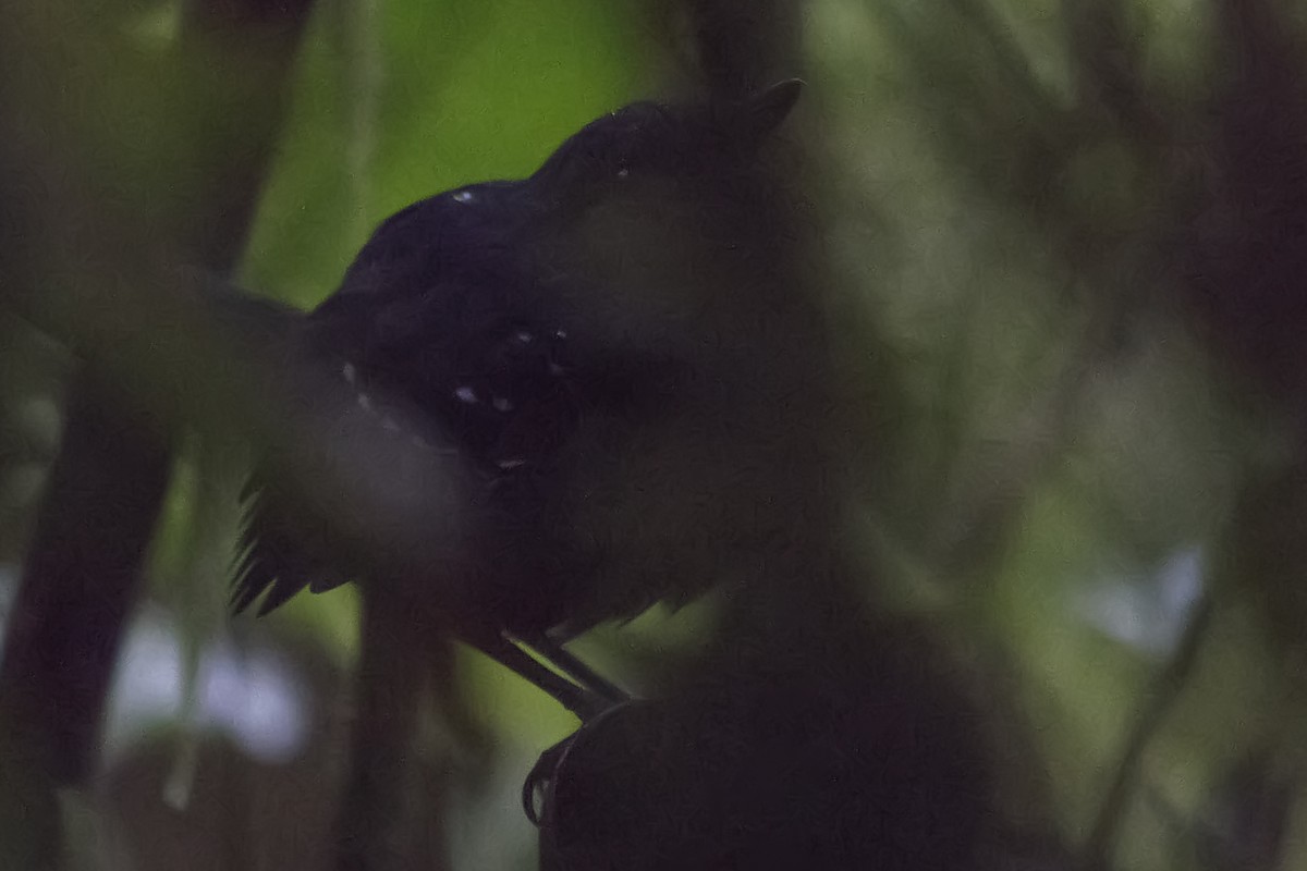 Esmeraldas Antbird - ML490174371