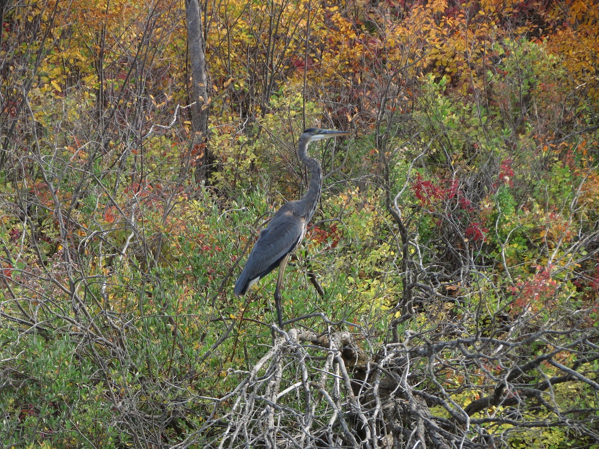 Great Blue Heron - ML490175871