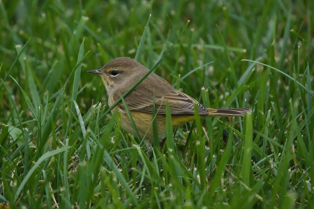 Palm Warbler - ML490176261