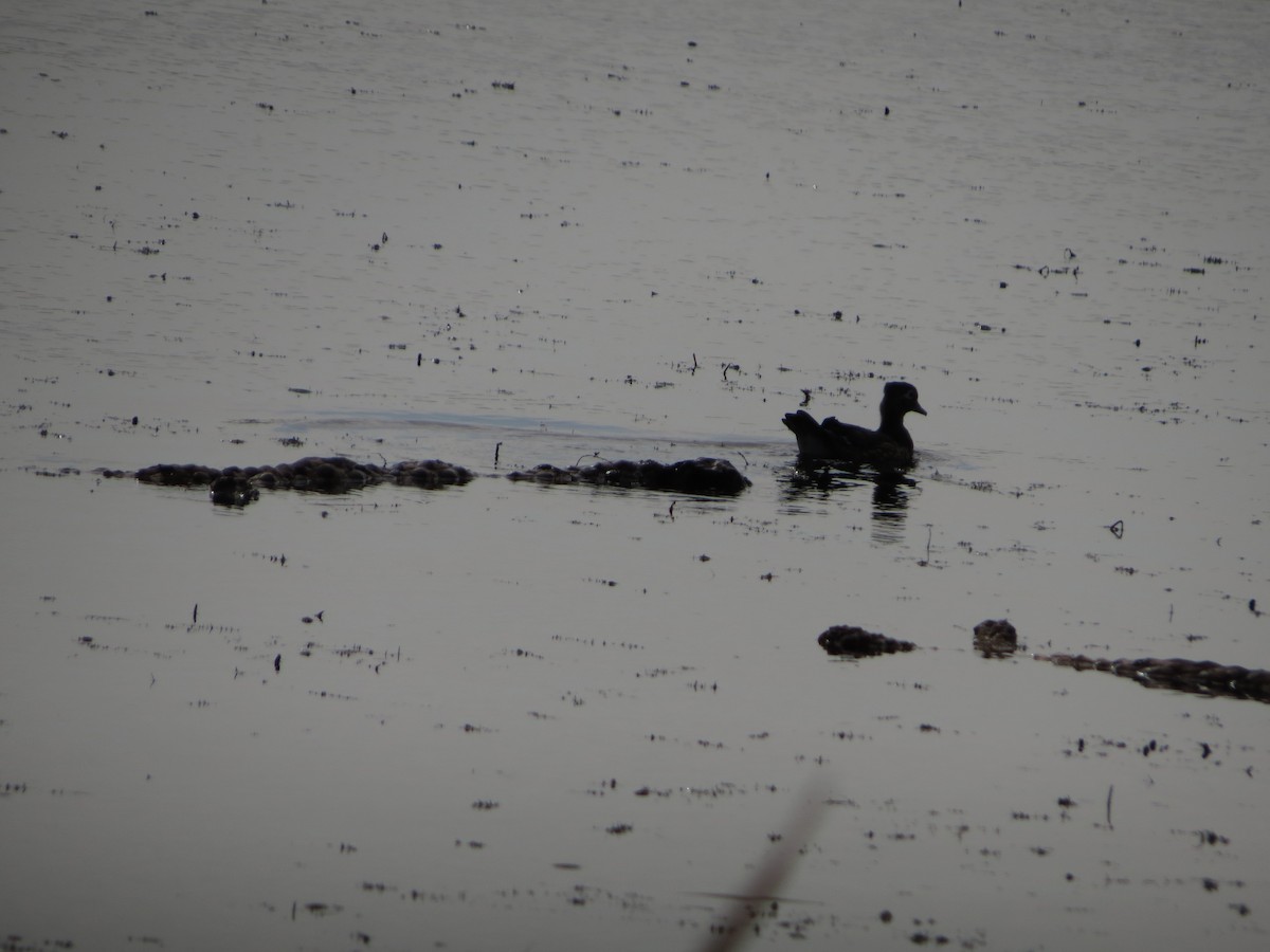 Wood Duck - ML490176331