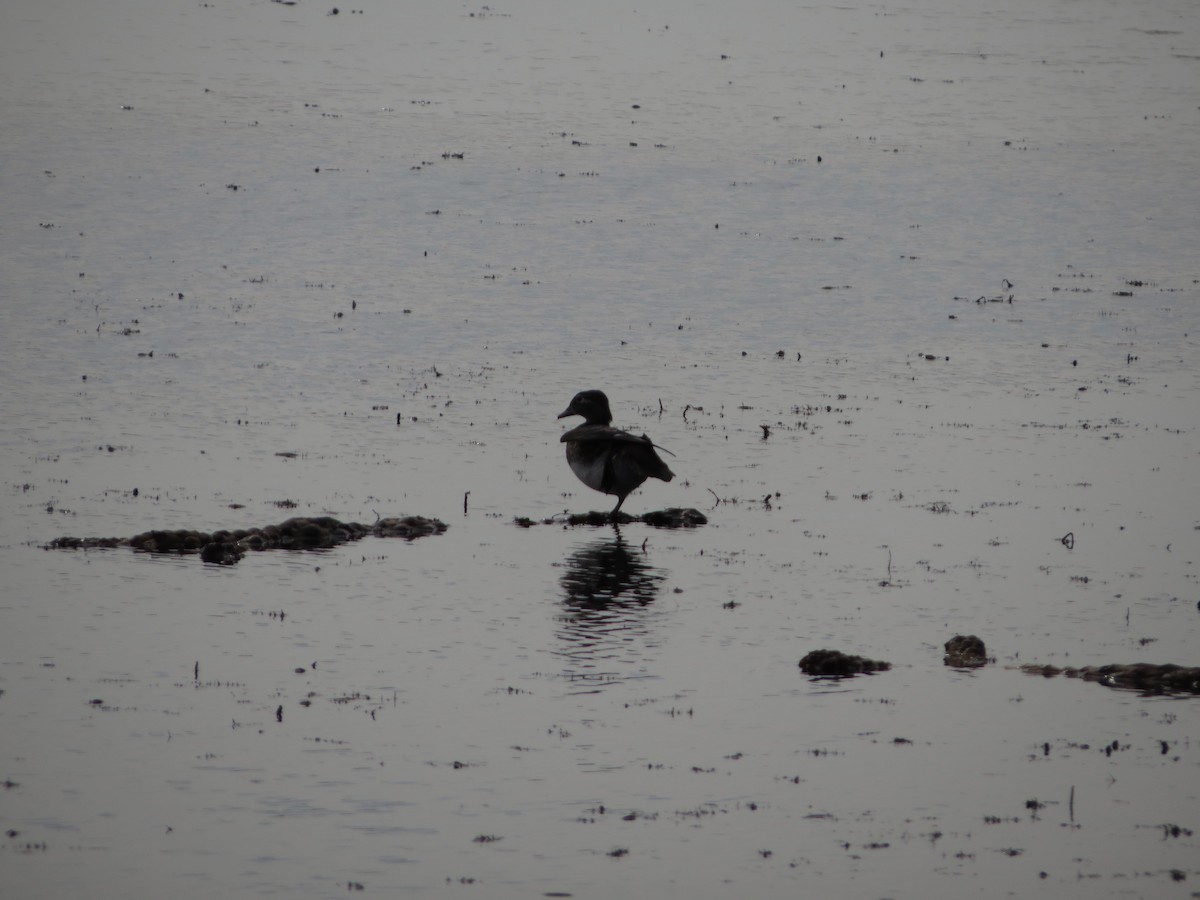 Wood Duck - ML490176341