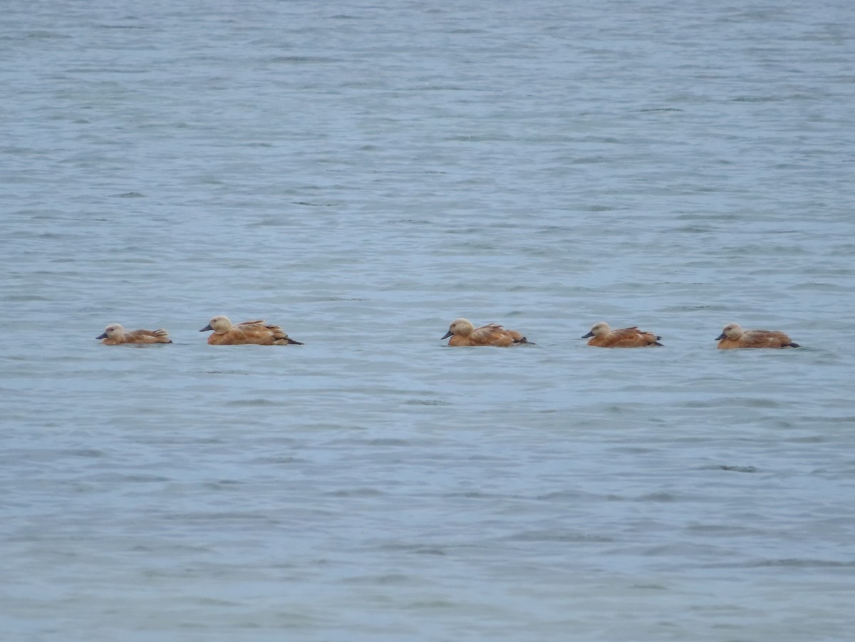 Ruddy Shelduck - Kaichi Huang