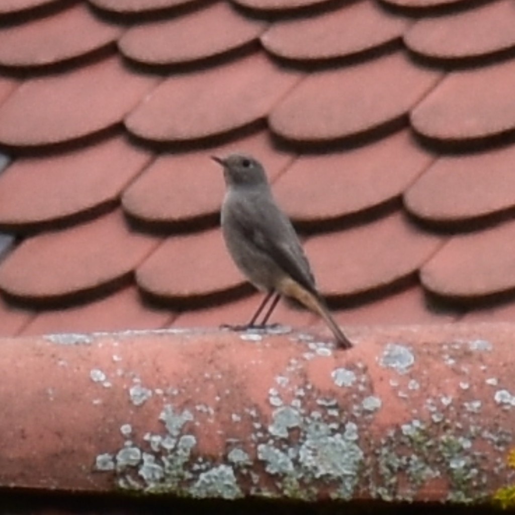 Black Redstart - ML490177341