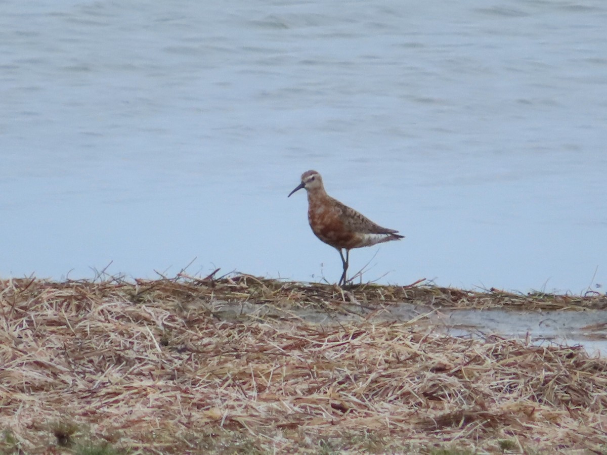 Curlew Sandpiper - Kaichi Huang