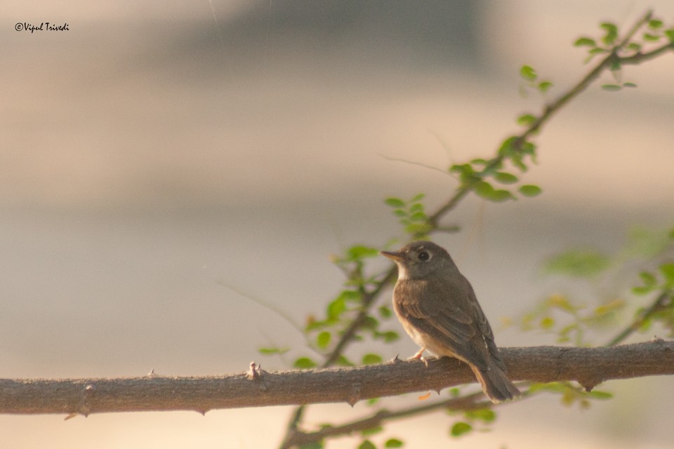 Brown-breasted Flycatcher - ML49017791