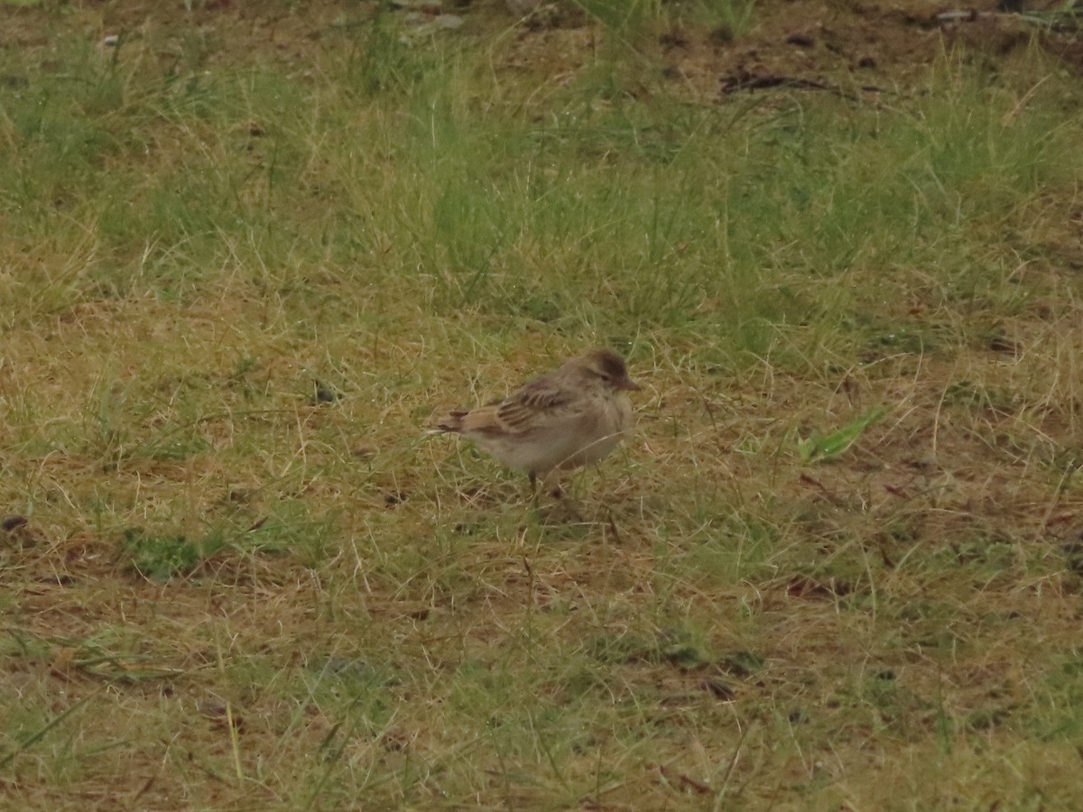 Hume's Lark - Kaichi Huang