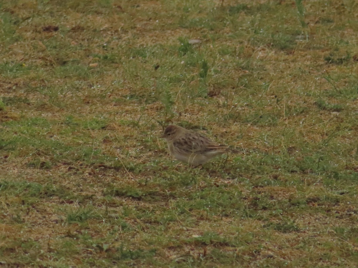 Hume's Lark - Kaichi Huang