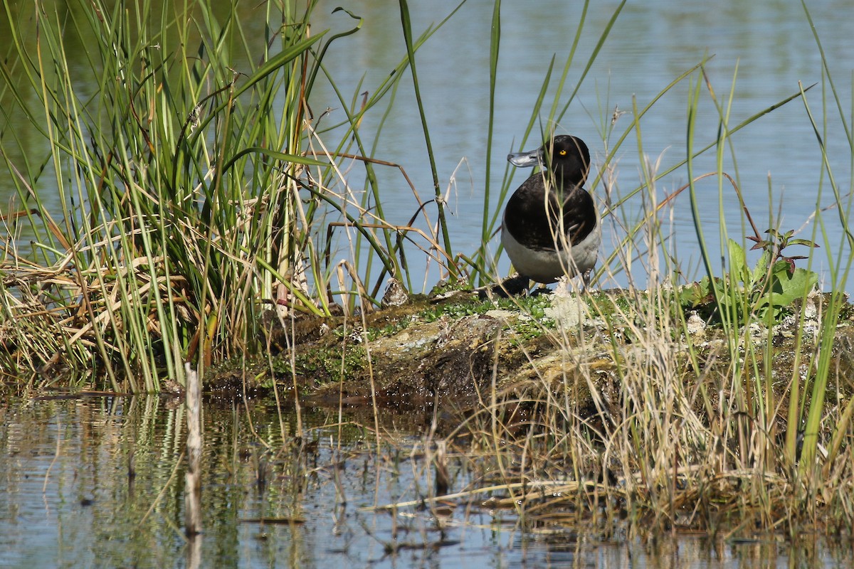 Lesser Scaup - ML49018091