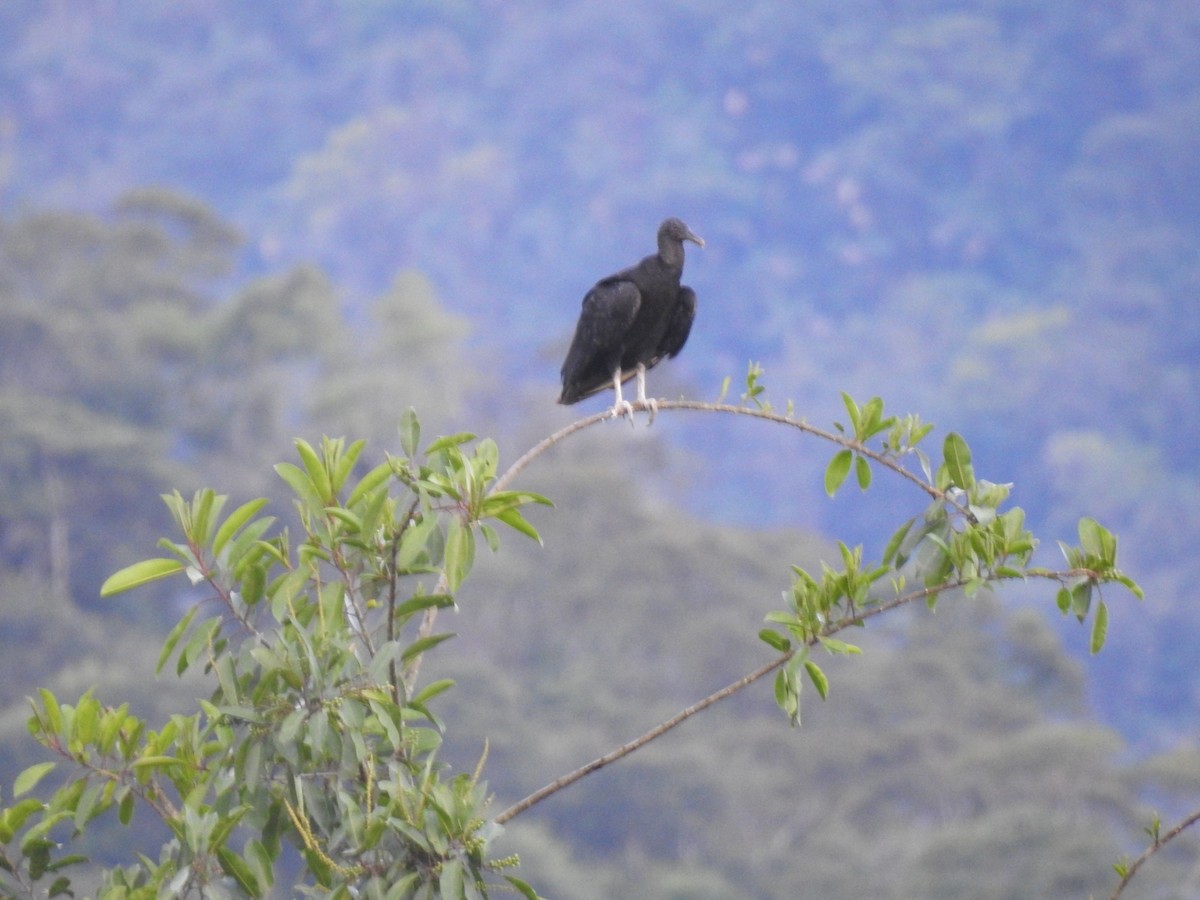 Black Vulture - fabian castillo