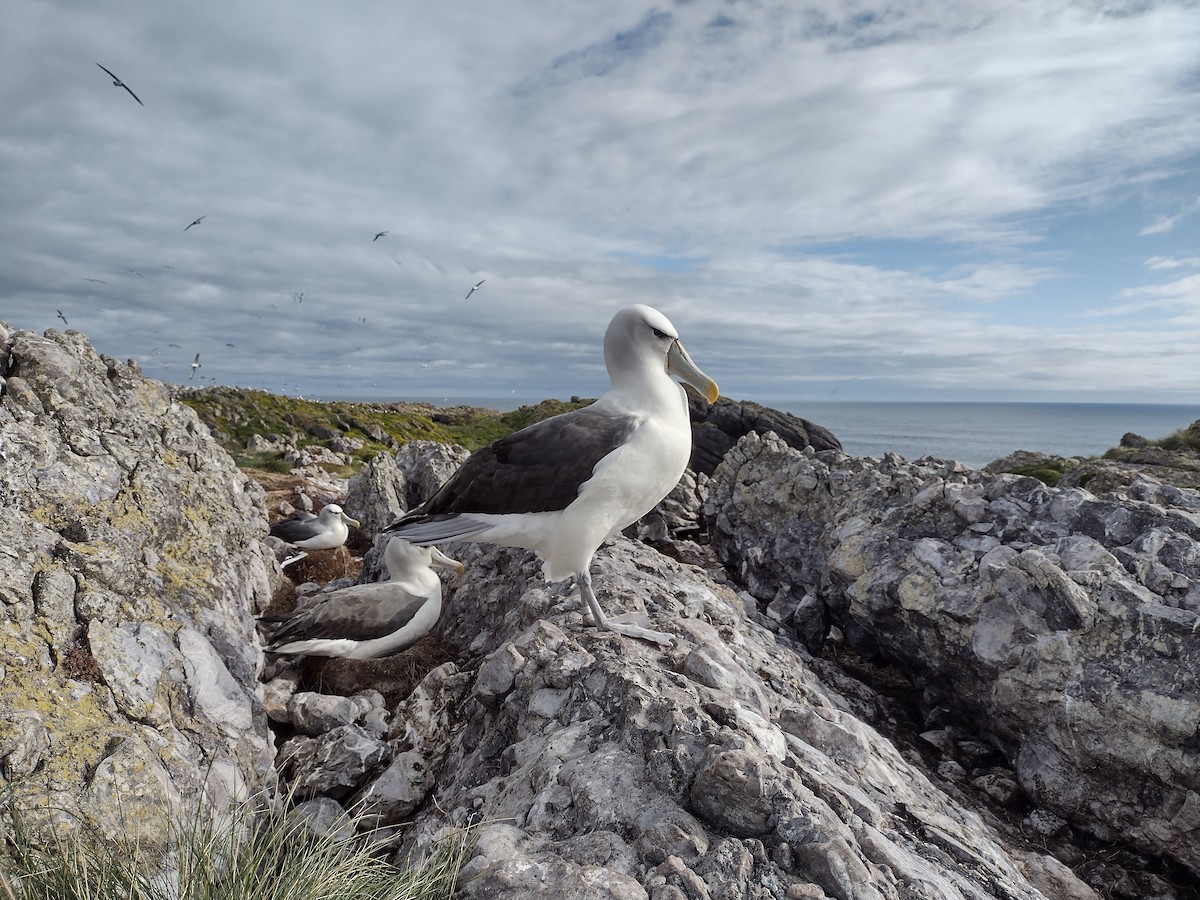 White-capped Albatross (cauta) - ML490181451