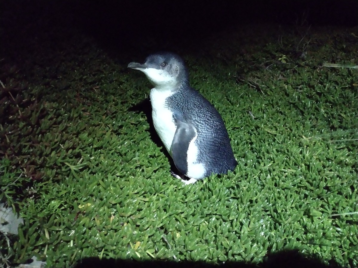 tučňák nejmenší - ML490181761