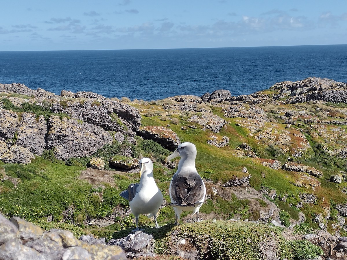 White-capped Albatross (cauta) - ML490182141