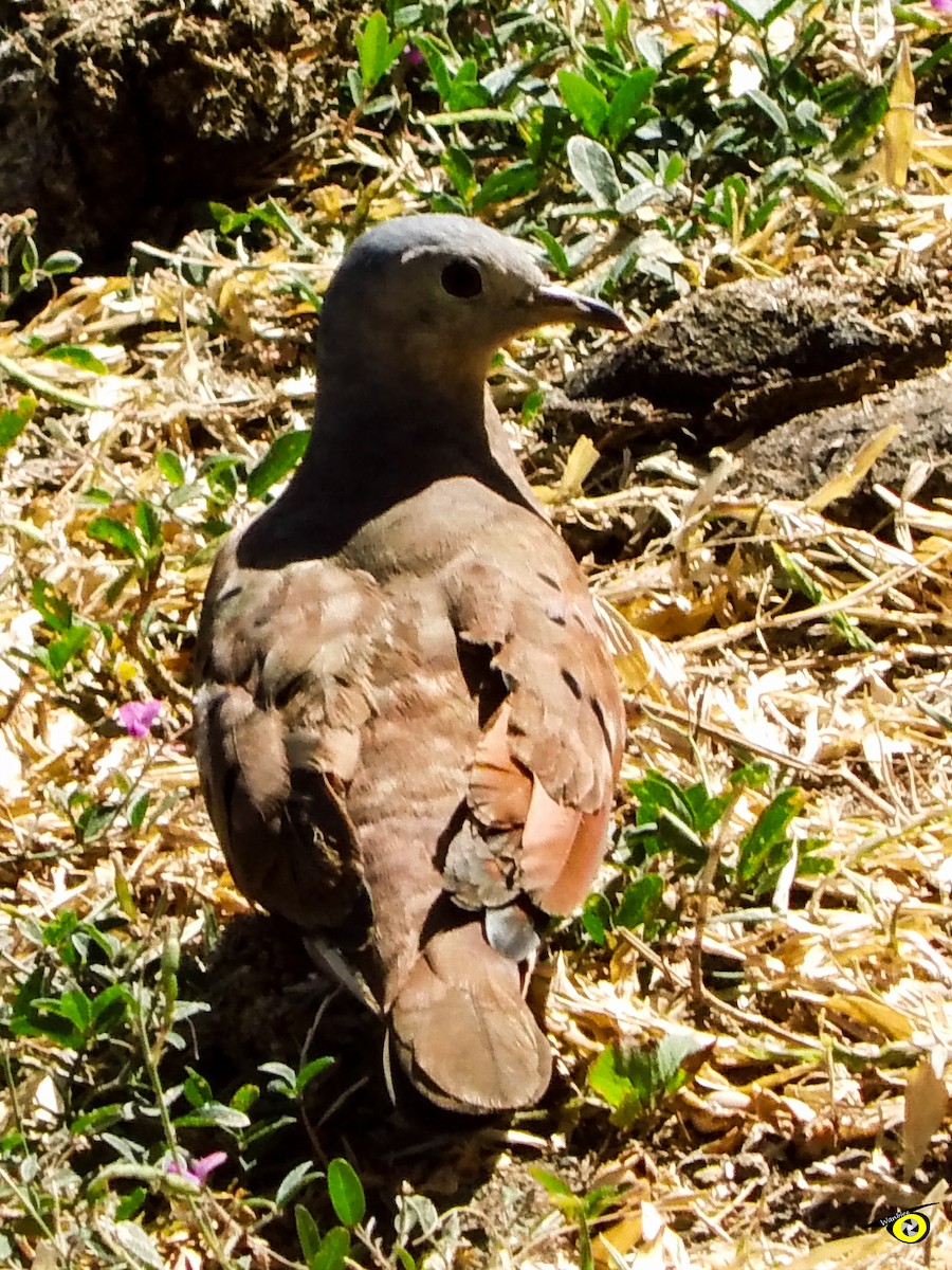 Ruddy Ground Dove - ML490183411