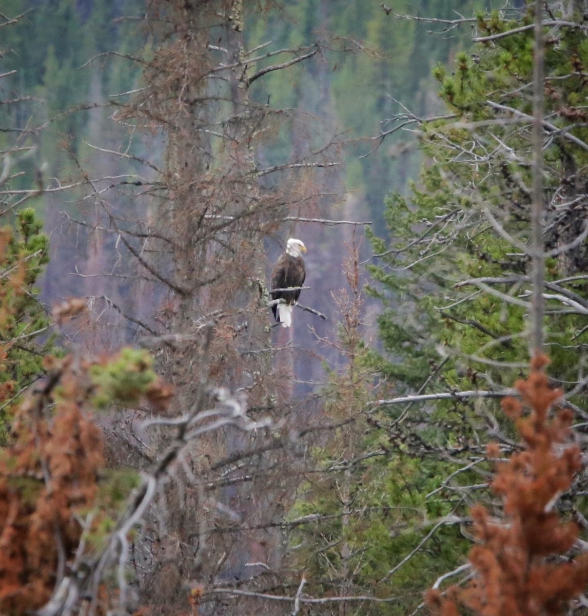 Bald Eagle - ML490183431