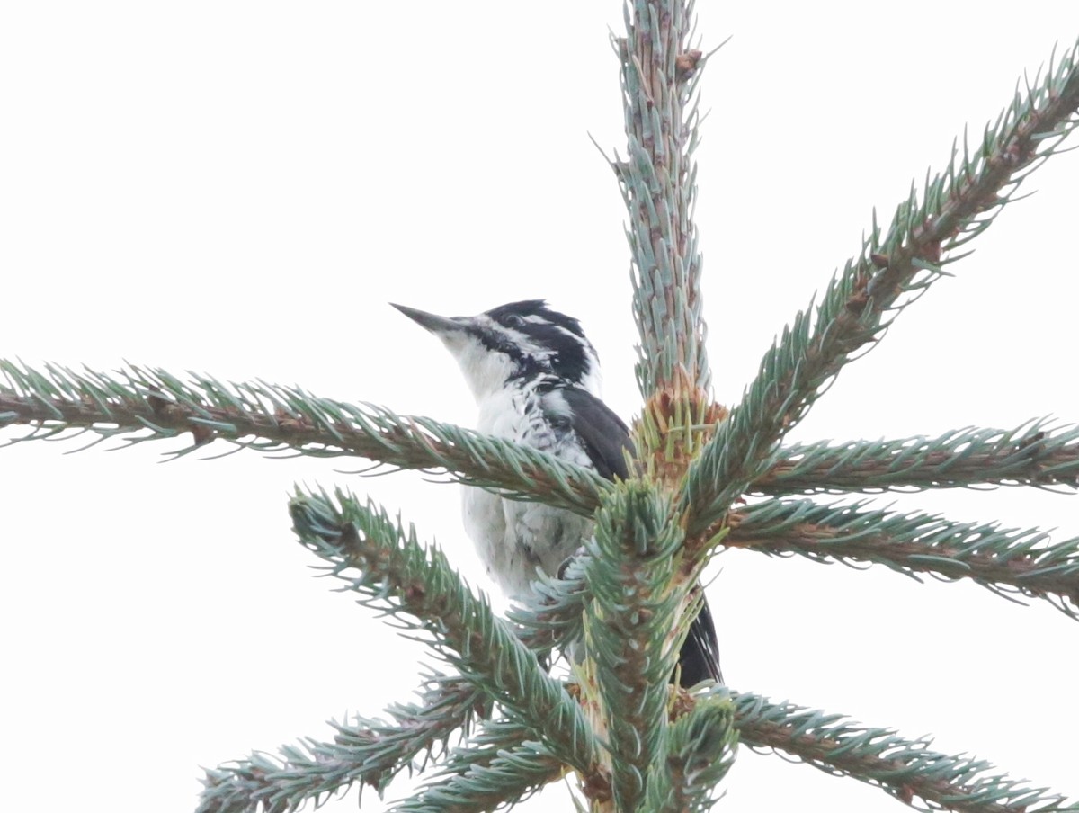 American Three-toed Woodpecker - ML490183591