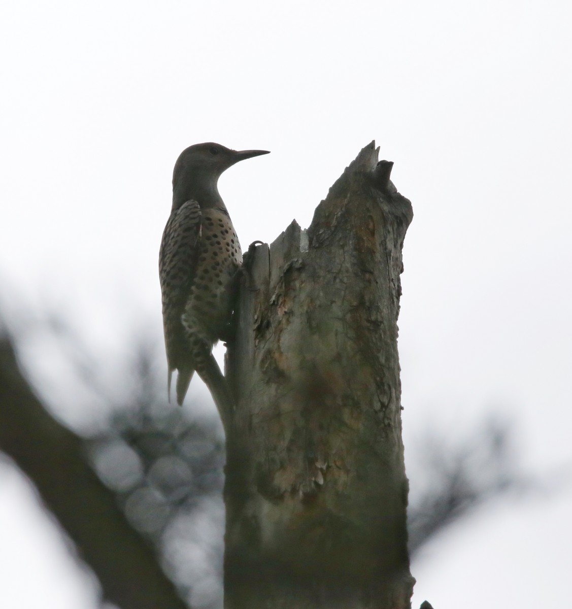 Northern Flicker - ML490183621
