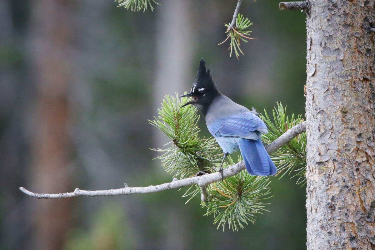 Steller's Jay - ML490183701