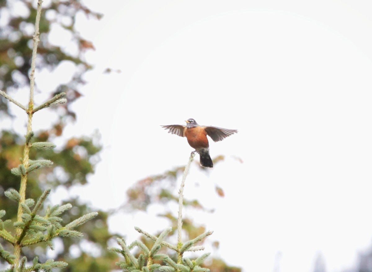 American Robin - ML490183781