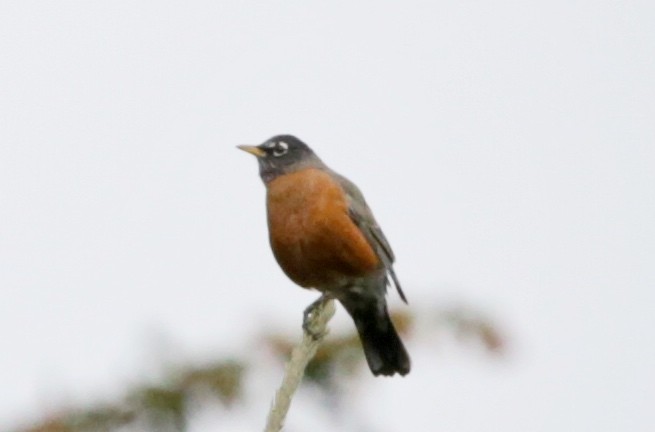 American Robin - ML490183791