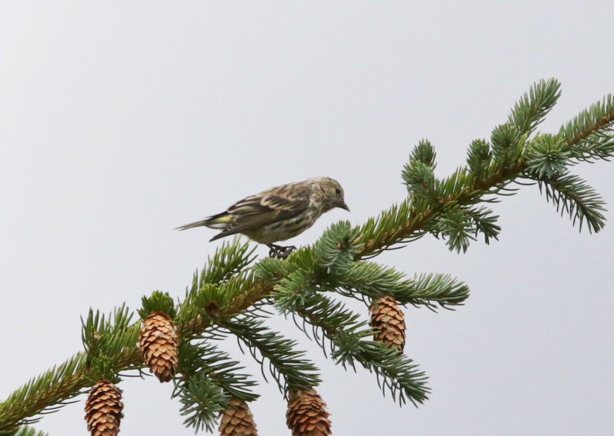 Pine Siskin - ML490183991