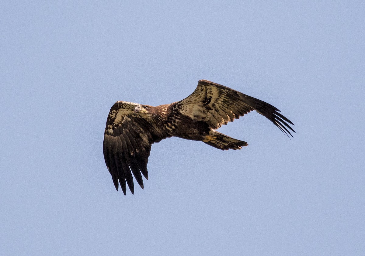 Bald Eagle - ML490184621